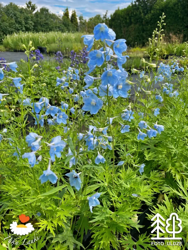 Delphinium   'Ballkleid'